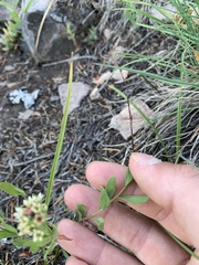 Comandra umbellata californica