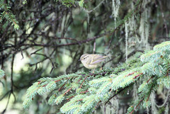 Phylloscopus chloronotus
