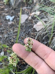 Comandra umbellata californica