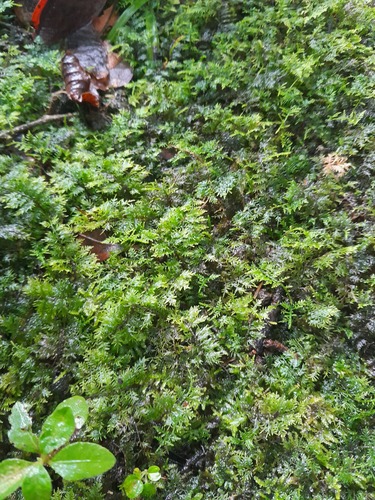 Thuidium tomentosum observed 2024-08-28