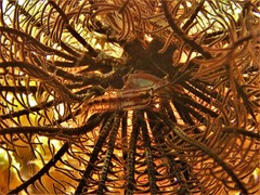 Synalpheus stimpsonii