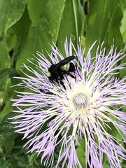 Bombus pensylvanicus