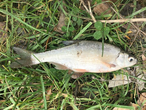 Zwartbrauw-blei (Acanthobrama microlepis) — Cyprinidae