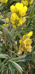 Thermopsis montana