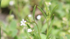 Allophyllum capillare