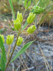 Asclepias pedicellata