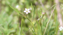 Allophyllum capillare
