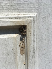 Ancistrocerus waldenii