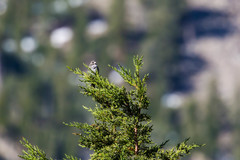 Passerella iliaca monoensis