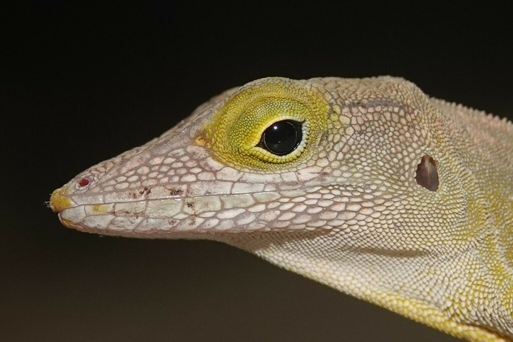 Les Saines Anole