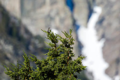 Passerella iliaca monoensis