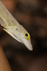 Les Saines Anole photo 3