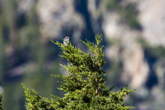 Passerella iliaca monoensis