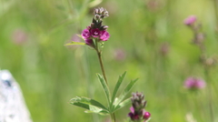 Sidalcea ranunculacea