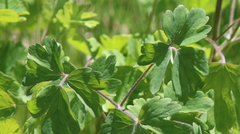 Sidalcea ranunculacea