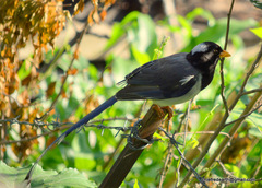 Urocissa flavirostris