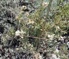 Holodiscus discolor microphyllus