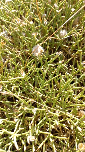 Echinospartum boissieri, photograph 5