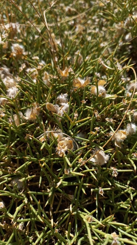 Echinospartum boissieri, photograph 4