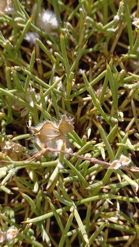 Echinospartum boissieri, photograph 6