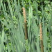 Broadleaf Cattail - Photo (c) Charlotte Bill, some rights reserved (CC BY-NC), uploaded by Charlotte Bill