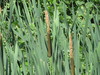 Broadleaf Cattail - Photo (c) cgbb2004, some rights reserved (CC BY-NC), uploaded by cgbb2004