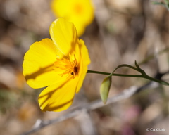 Eschscholzia androuxii