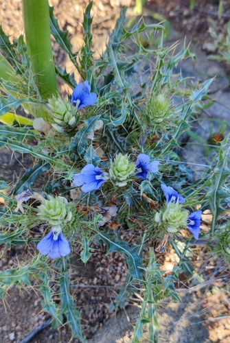 Acanthopsis horrida (Acanthopsis horrida)