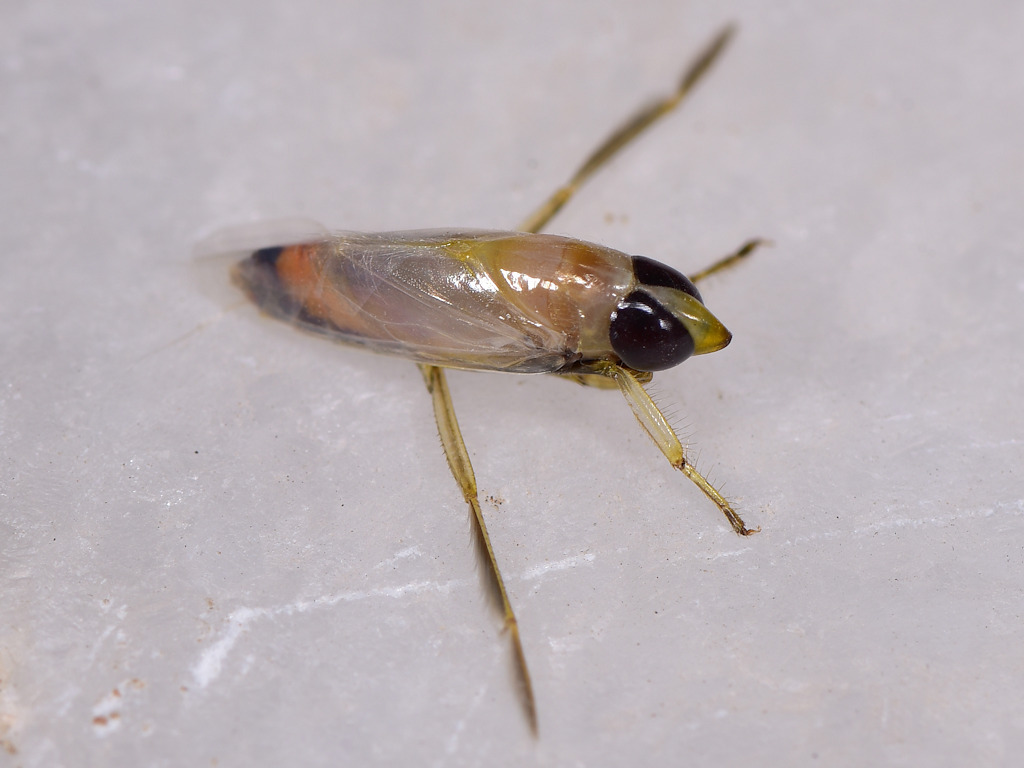 Sardinian Backskimmer (Anisops sardeus)