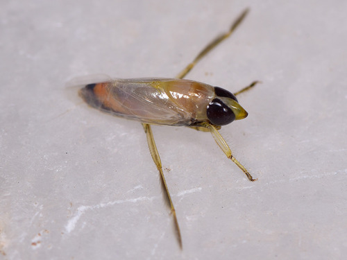 Anisops Insect Anisops sardeus · iNaturalist