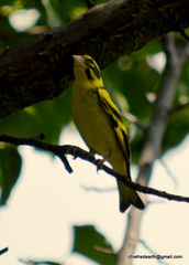 Chloris spinoides