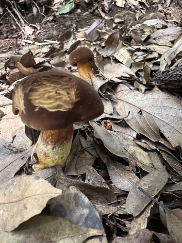 Sutorius brunneissimus