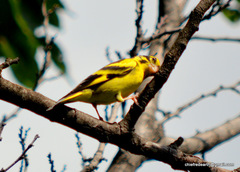 Chloris spinoides