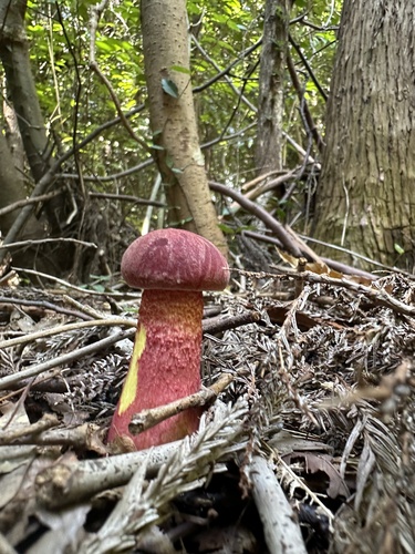 Heimioporus japonicus