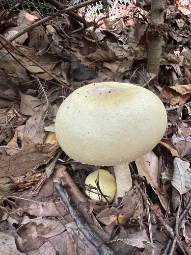 Agaricus abruptibulbus
