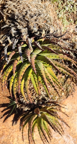 Aloe melanacantha