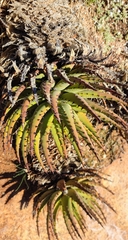 Aloe melanacantha