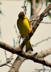 Chloris spinoides