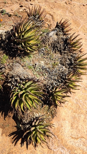 Aloe melanacantha, photograph 2