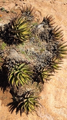 Aloe melanacantha, photograph (c) Andreas Schneider, some rights reserved (CC BY)