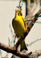 Chloris spinoides