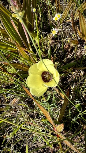 Image of Babiana pygmaea by (c) Deon van Eeden, some rights reserved (CC BY-SA)
