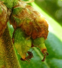 Callirhytis carmelensis