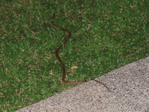 Brown Tree Snake sighting