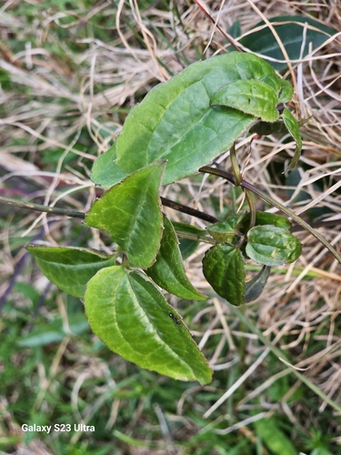 Image of Clematis glycinoides by (c) ianrainbow, some rights reserved (CC BY)