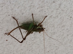 Eupholidoptera schmidti