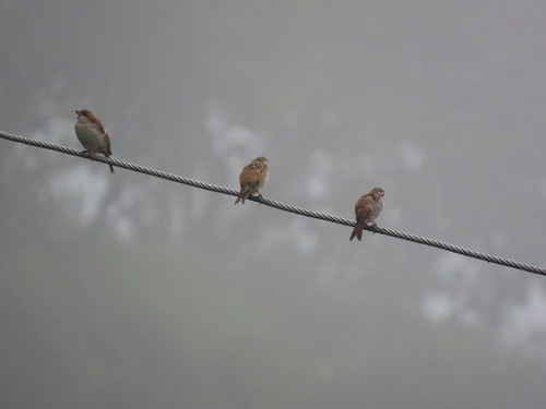 Russet Sparrow (Passer cinnamomeus), photo 6