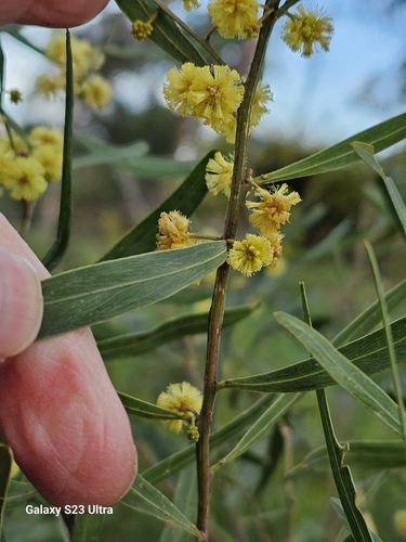 Image of Acacia stricta by (c) ianrainbow, some rights reserved (CC BY)