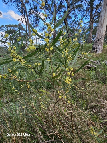 Image of Acacia stricta by (c) ianrainbow, some rights reserved (CC BY)