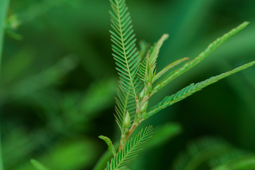 Image of Chamaecrista nomame by (c) WATANABE Hitoshi 渡辺仁, some rights reserved (CC BY)